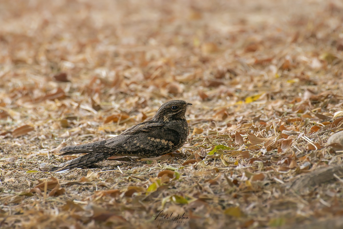 Eurasian Nightjar - ML575215061