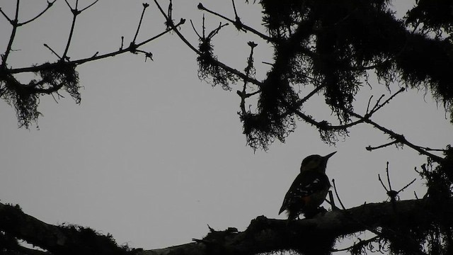 Darjeeling Woodpecker - ML575216291