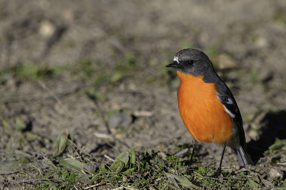 Flame Robin - ML575216381
