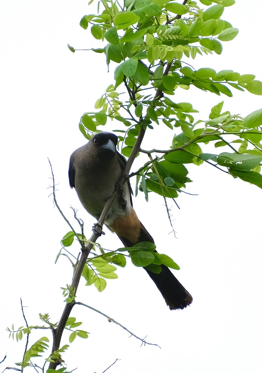 Gray Treepie - ML575216781