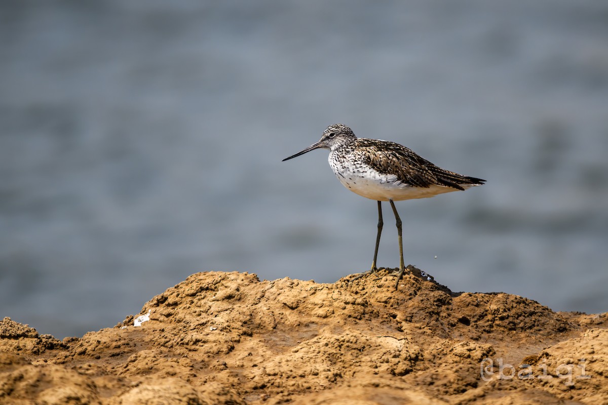 Common Greenshank - ML575217281