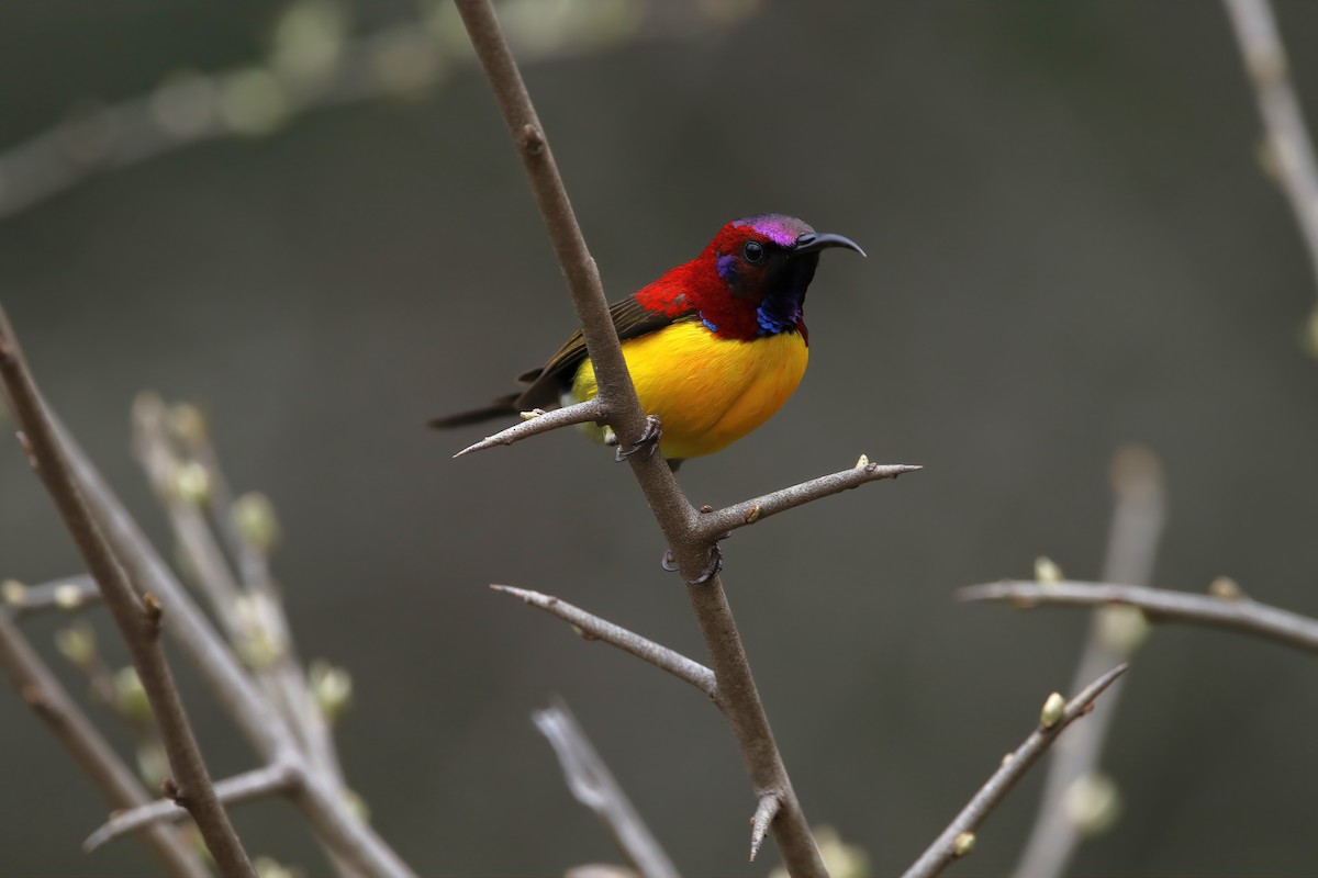Mrs. Gould's Sunbird (Yellow-breasted) - ML575217551