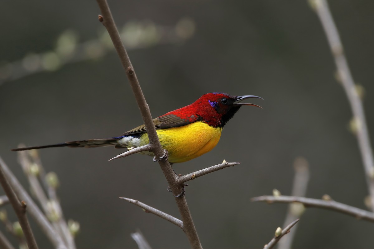 Mrs. Gould's Sunbird (Yellow-breasted) - ML575217611