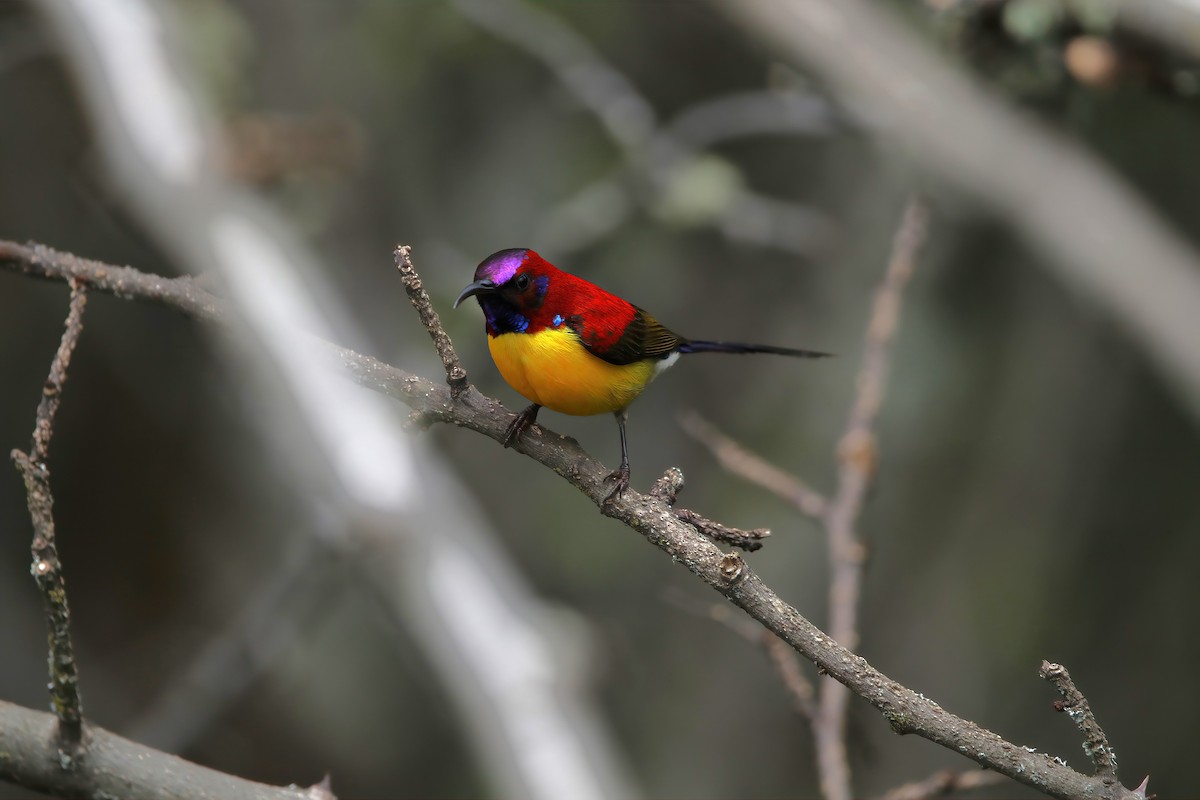 Mrs. Gould's Sunbird (Yellow-breasted) - ML575217641