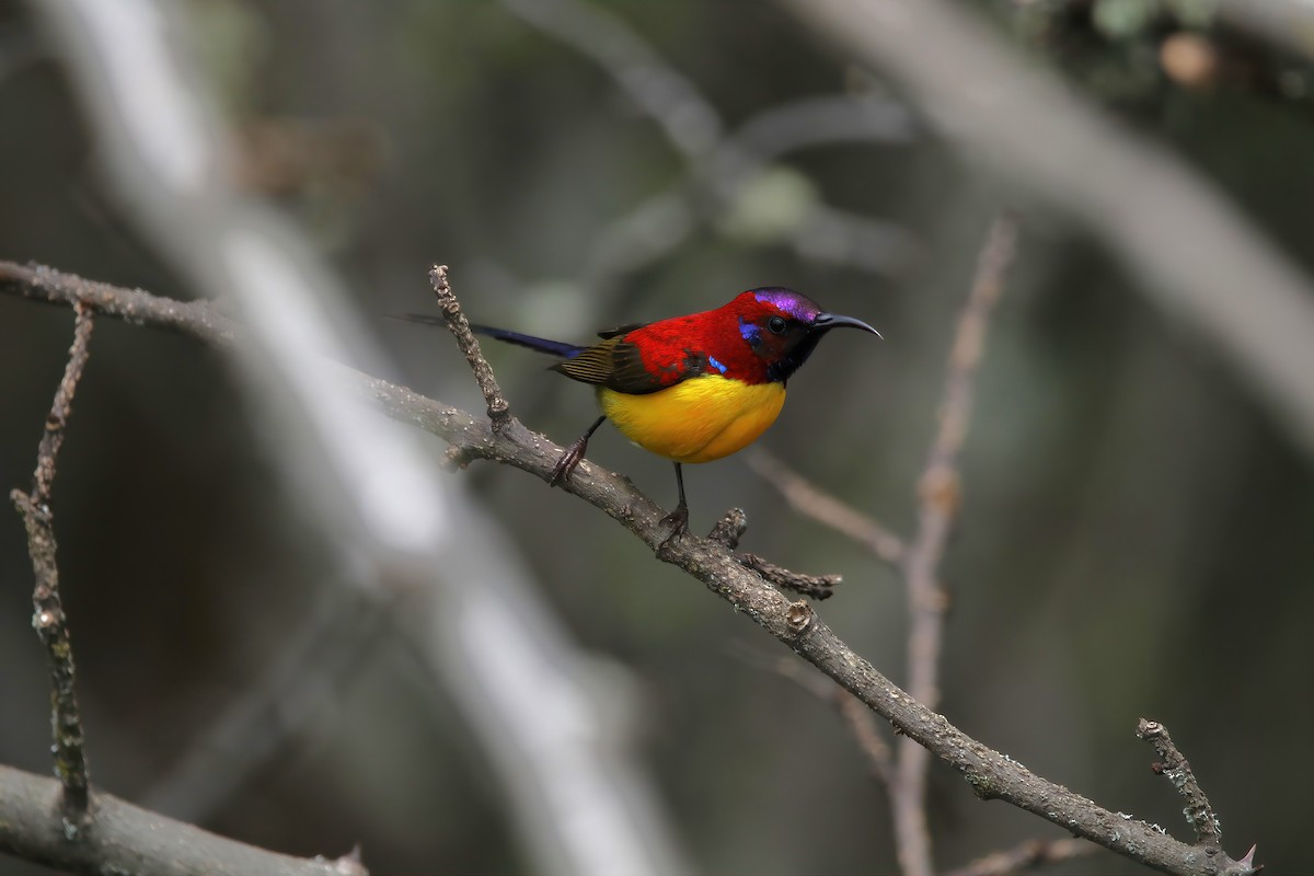 Mrs. Gould's Sunbird (Yellow-breasted) - ML575217691