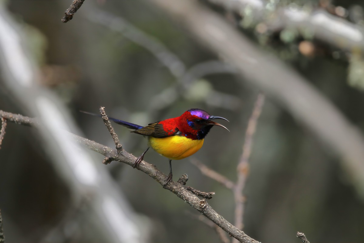 Mrs. Gould's Sunbird (Yellow-breasted) - ML575217811