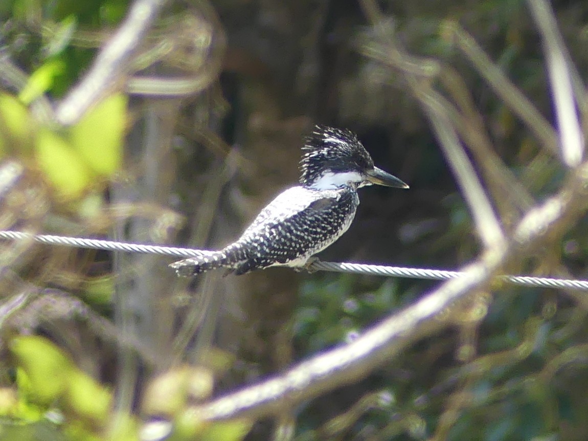 Crested Kingfisher - ML575219651