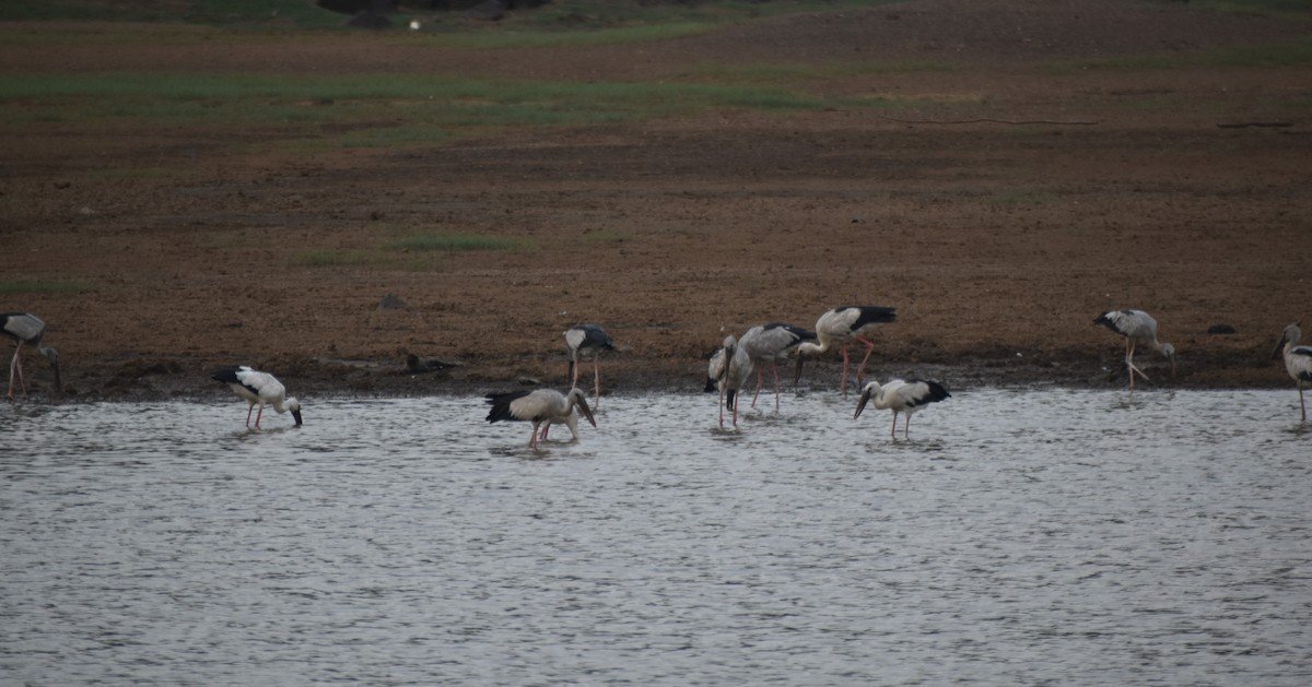 Asian Openbill - ML575219741