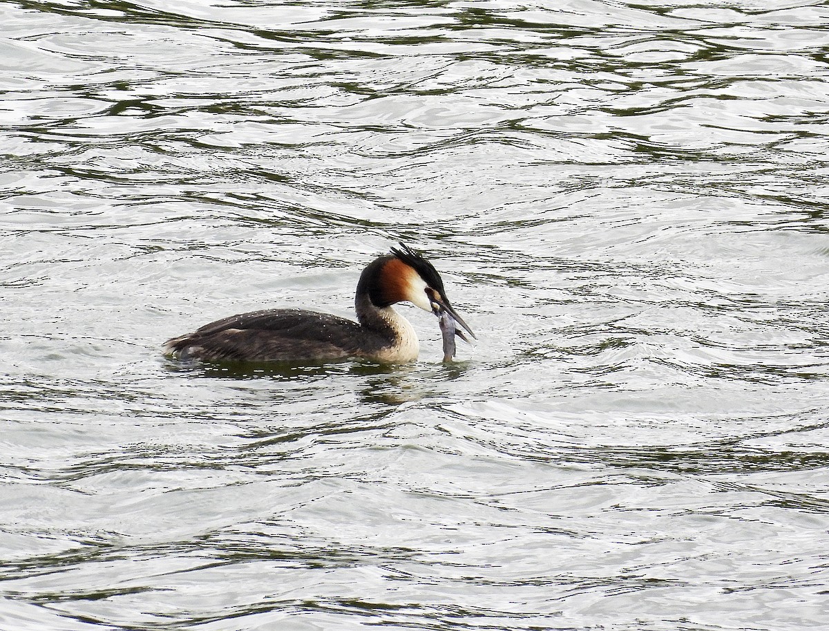 Great Crested Grebe - ML575219861