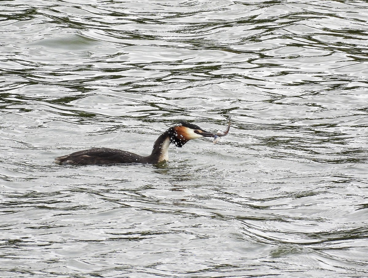 Great Crested Grebe - ML575219871