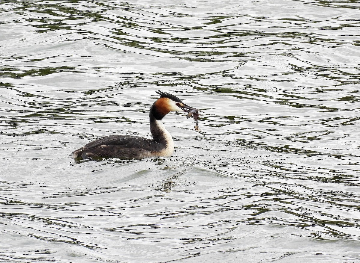 Great Crested Grebe - ML575219881