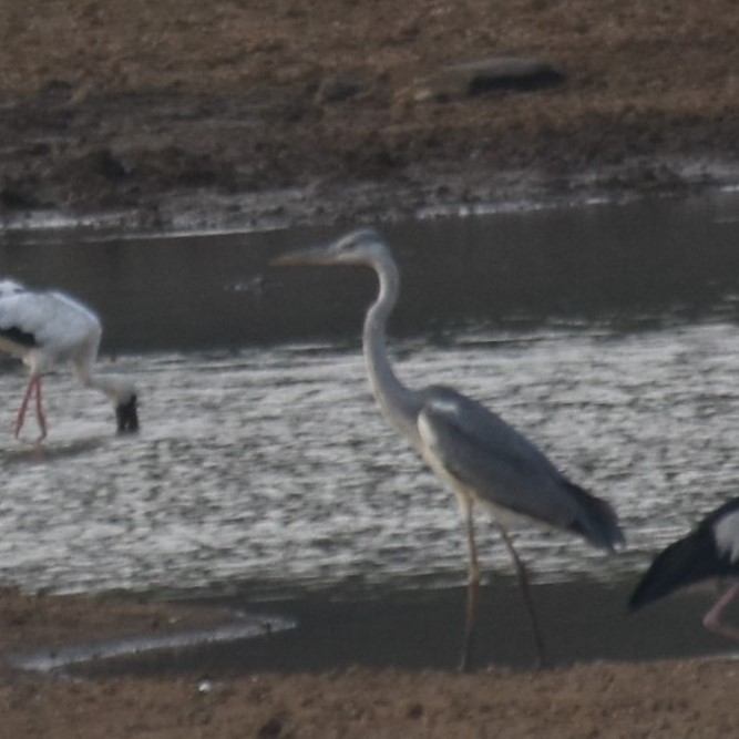 Gray Heron - Maxim Rodrigues K