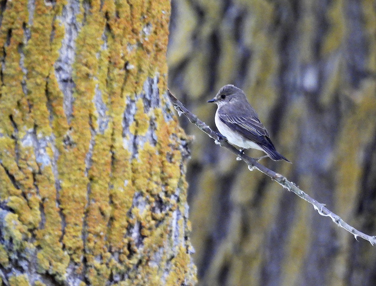 Spotted Flycatcher - ML575220671