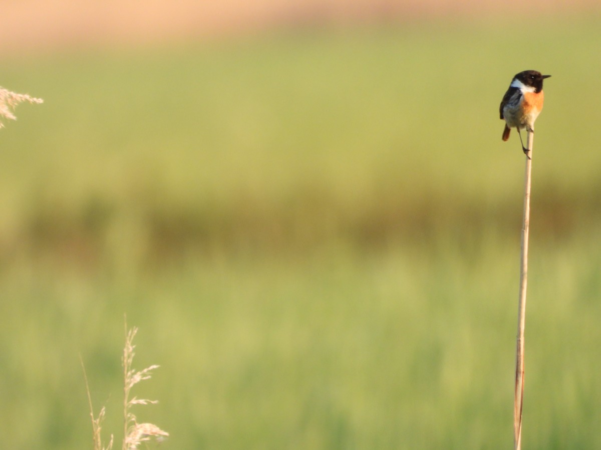 European Stonechat - ML575221011