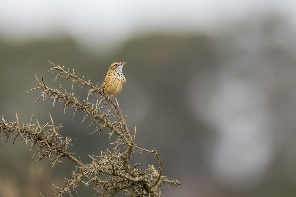 Striated Fieldwren - ML575221521