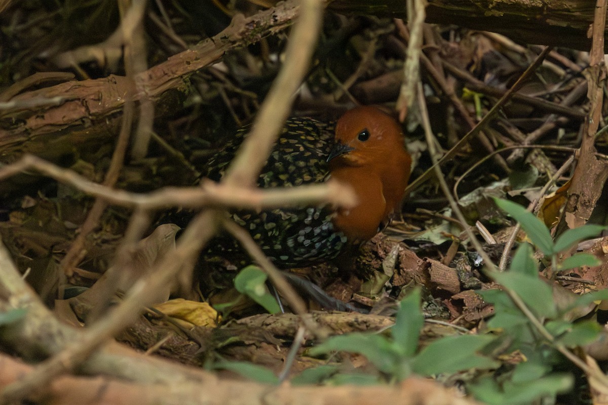 Buff-spotted Flufftail - ML575223091