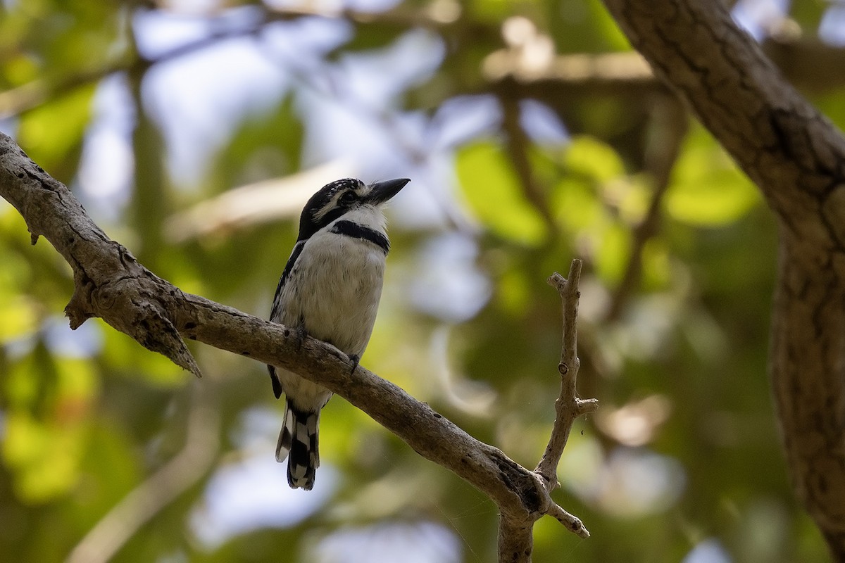 Pied Puffbird (Lesser) - ML575223911