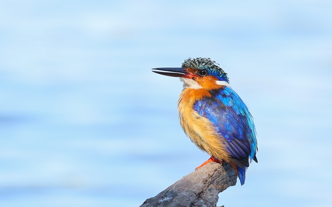 Malagasy Kingfisher - Dominic Rollinson - Birding Ecotours