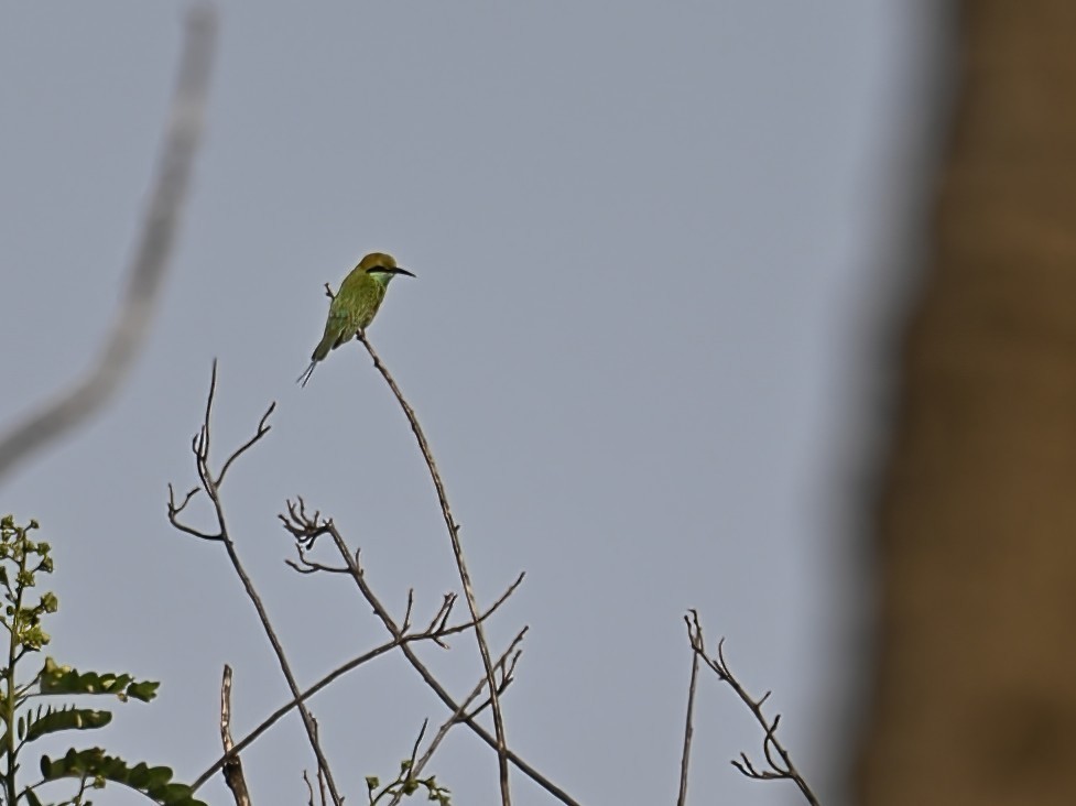 Asian Green Bee-eater - ML575224411