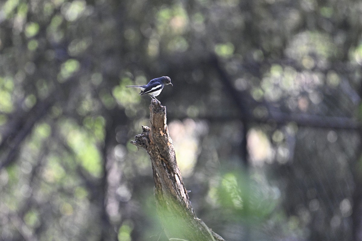 Oriental Magpie-Robin - ML575224521