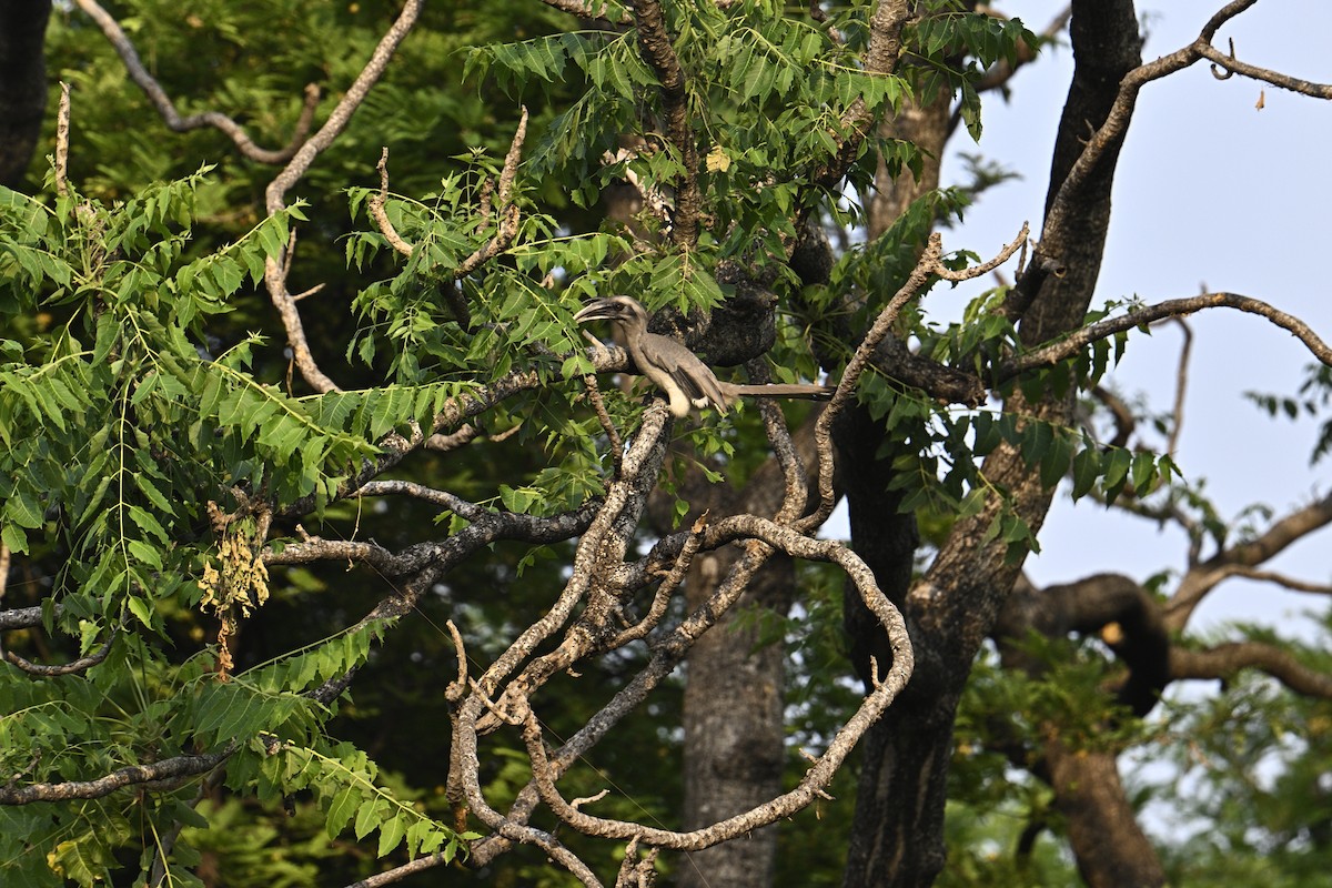Indian Gray Hornbill - ML575224701