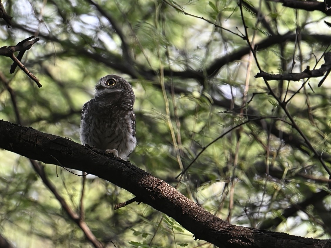Spotted Owlet - ML575225001