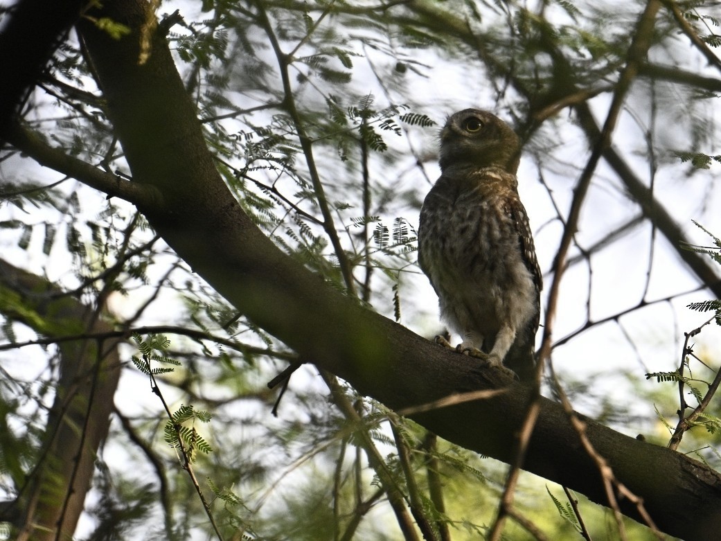 Spotted Owlet - ML575225011