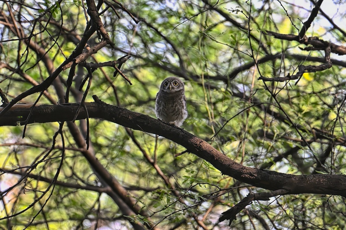Spotted Owlet - ML575225021