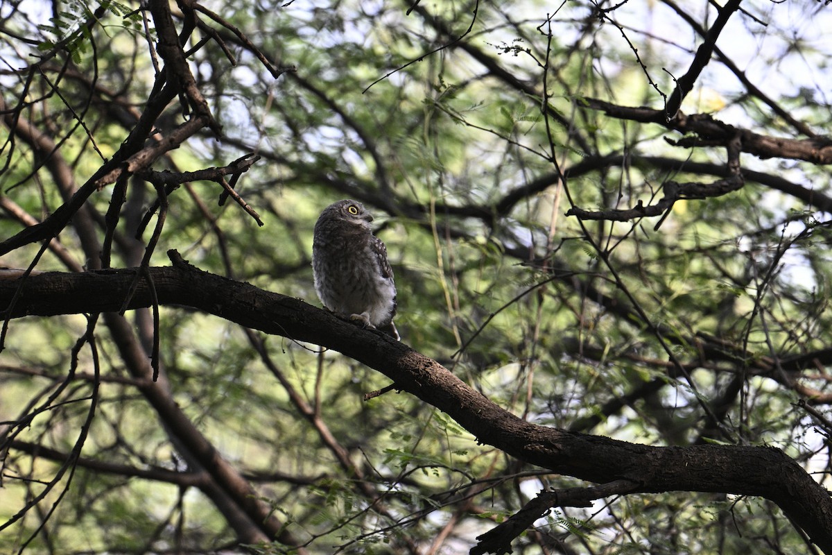 Spotted Owlet - ML575225031