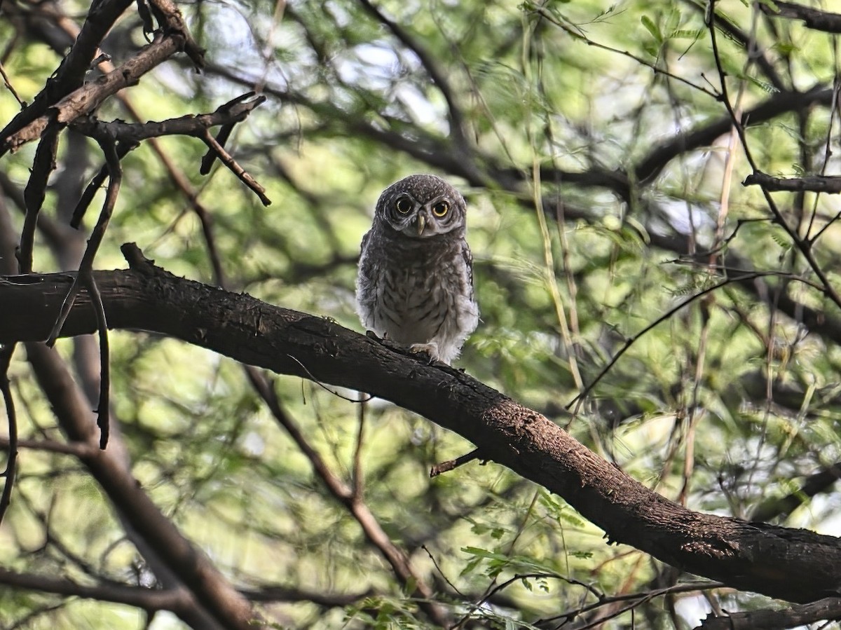 Spotted Owlet - ML575225041