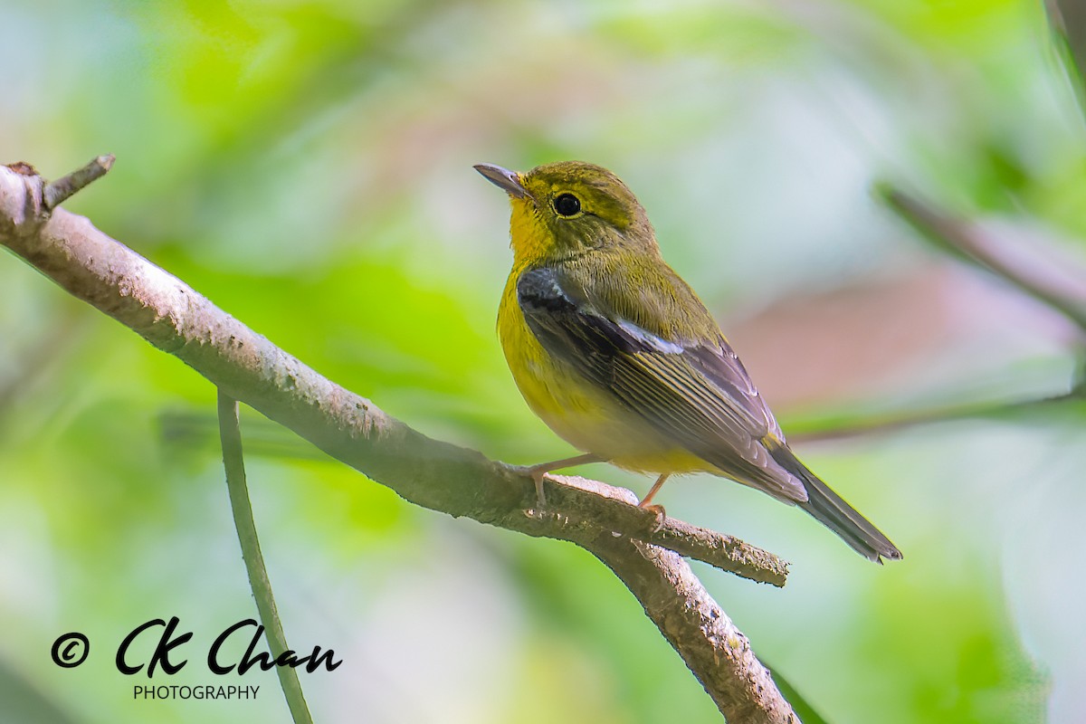 Green-backed Flycatcher - ML575225891