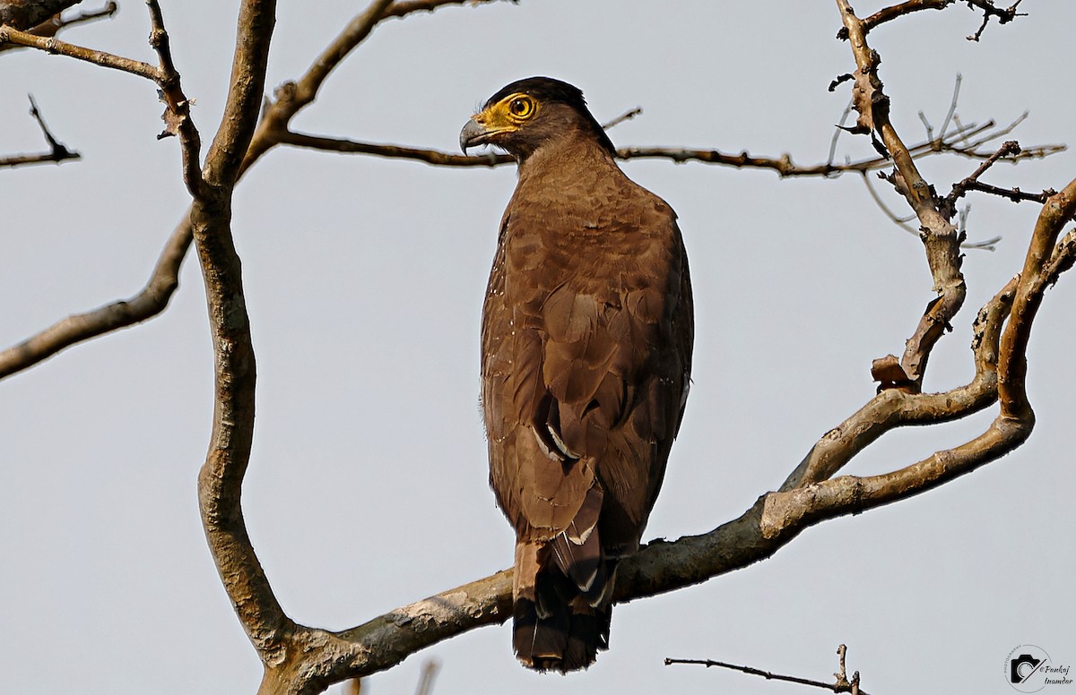 Crested Serpent-Eagle - ML575226761