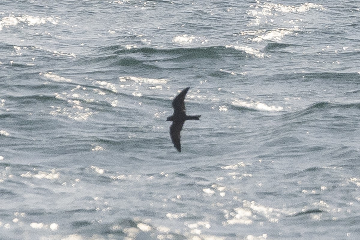 黑叉尾海燕 - ML575227041