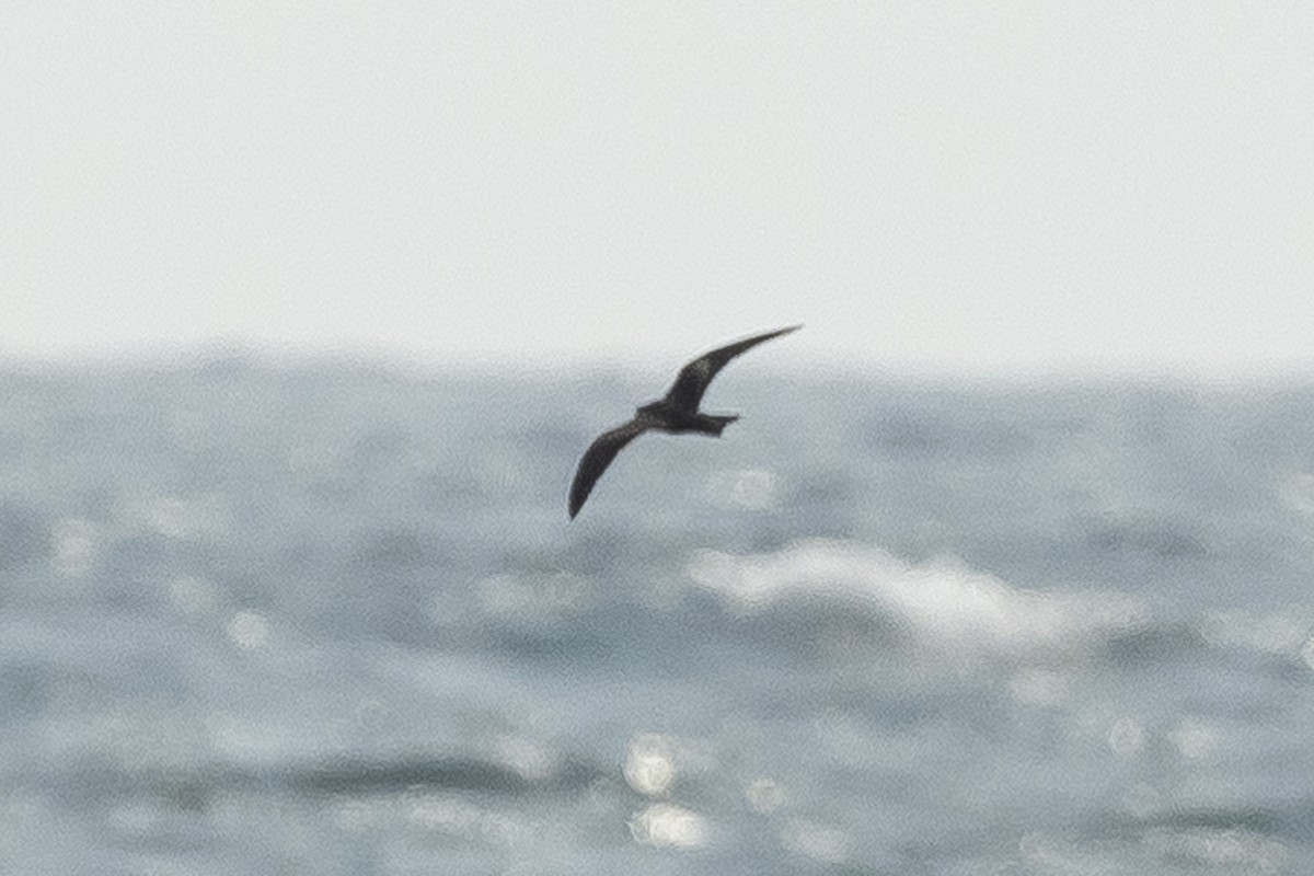 黑叉尾海燕 - ML575227061