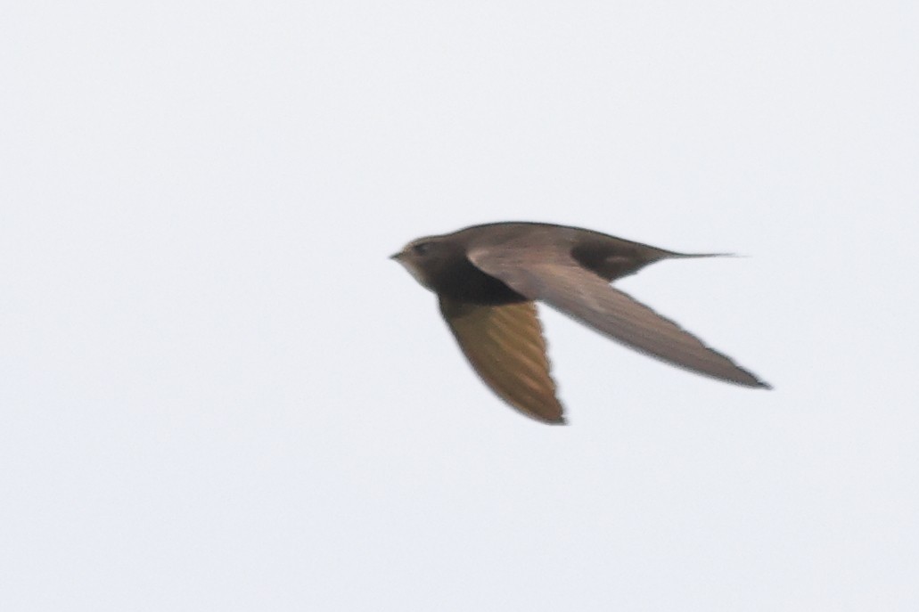 Common Swift - ML575227081