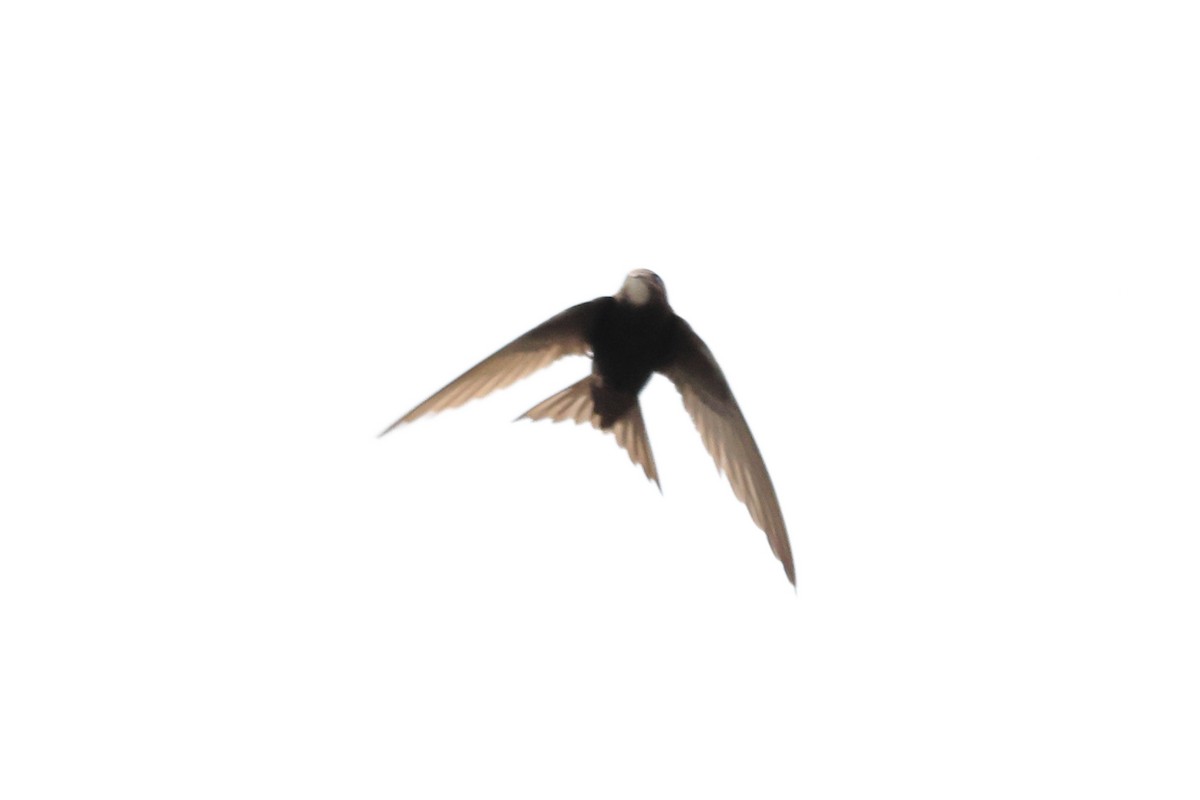 Common Swift - ML575227091