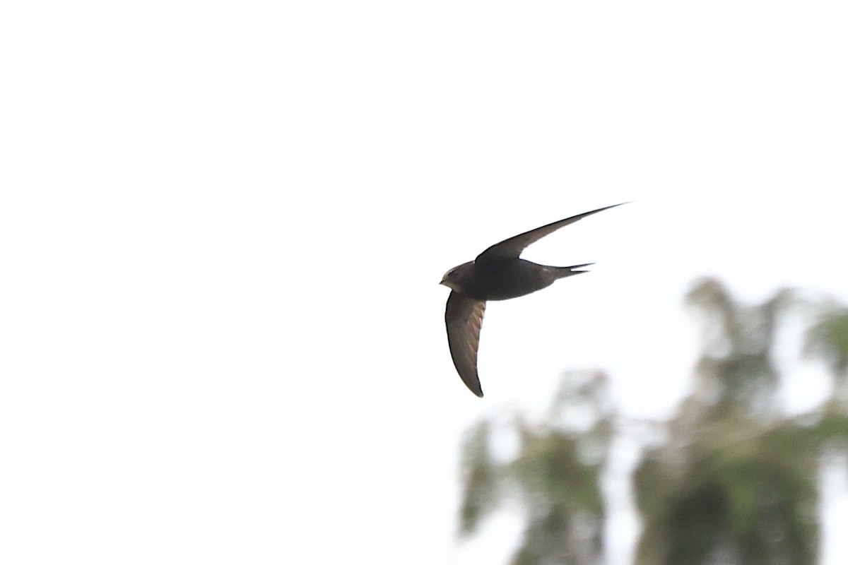 Common Swift - ML575227101