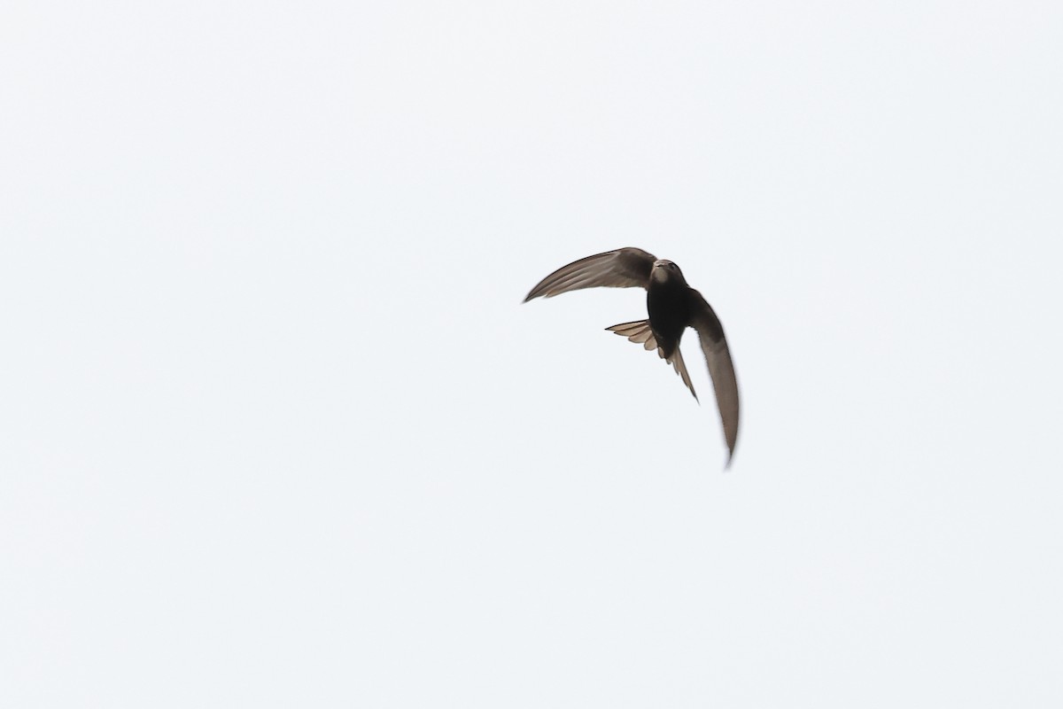 Common Swift - ML575227111