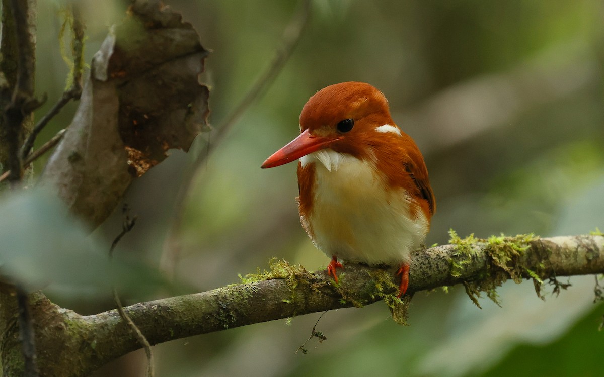 Madagascar Pygmy Kingfisher - Dominic Rollinson - Birding Ecotours