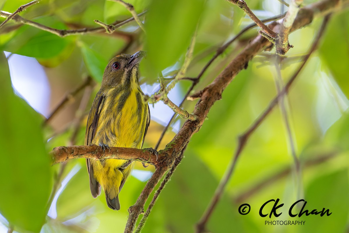 Yellow-breasted Flowerpecker - Chee Keong  Chan