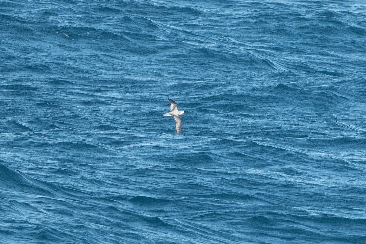 Cook's Petrel - ML575227821