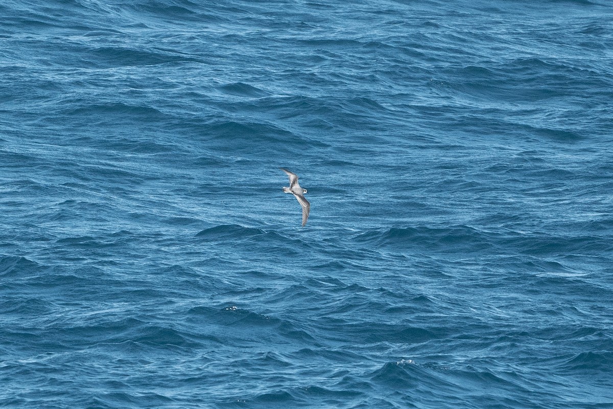 Cook's Petrel - ML575227831