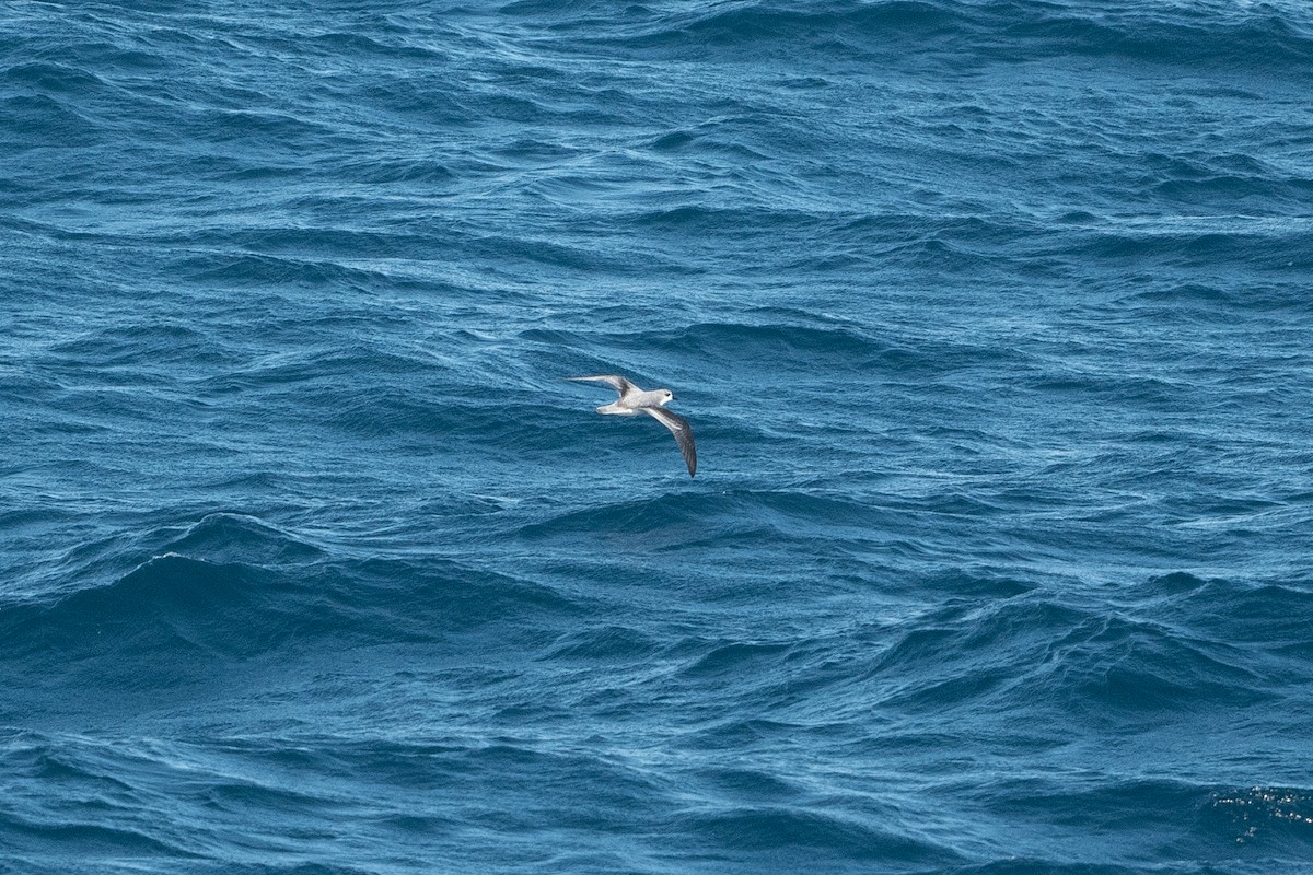 Cook's Petrel - ML575227841