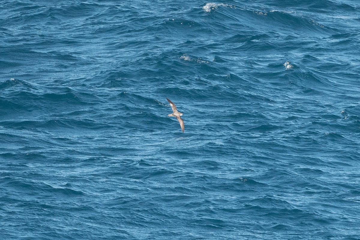 Cook's Petrel - ML575227881