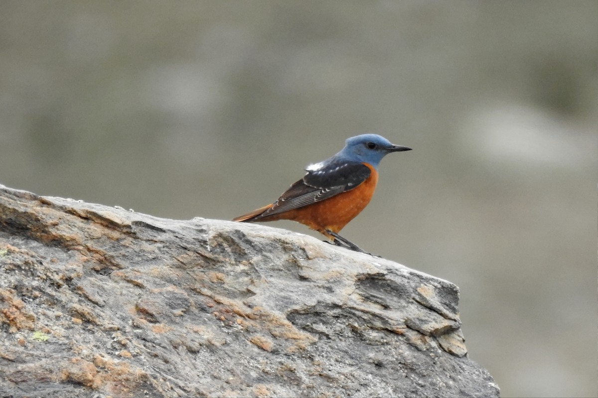 Rufous-tailed Rock-Thrush - José Fernández Piñar