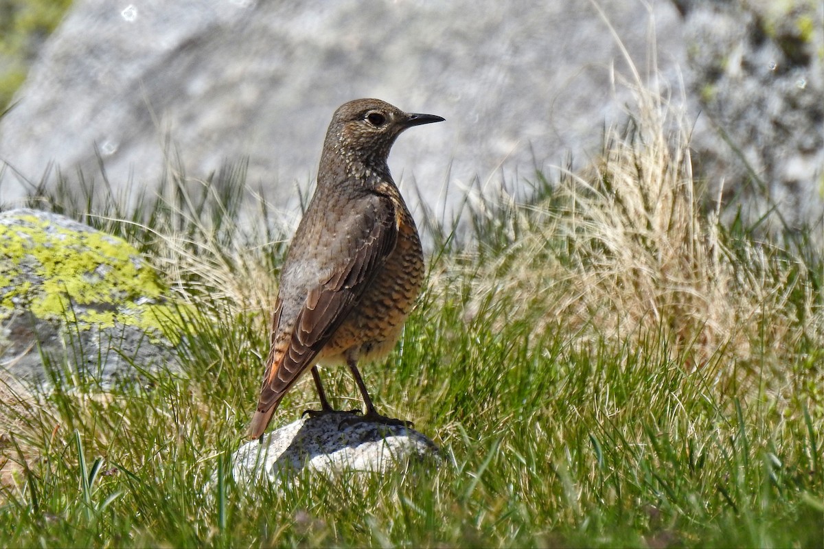 Rufous-tailed Rock-Thrush - José Fernández Piñar