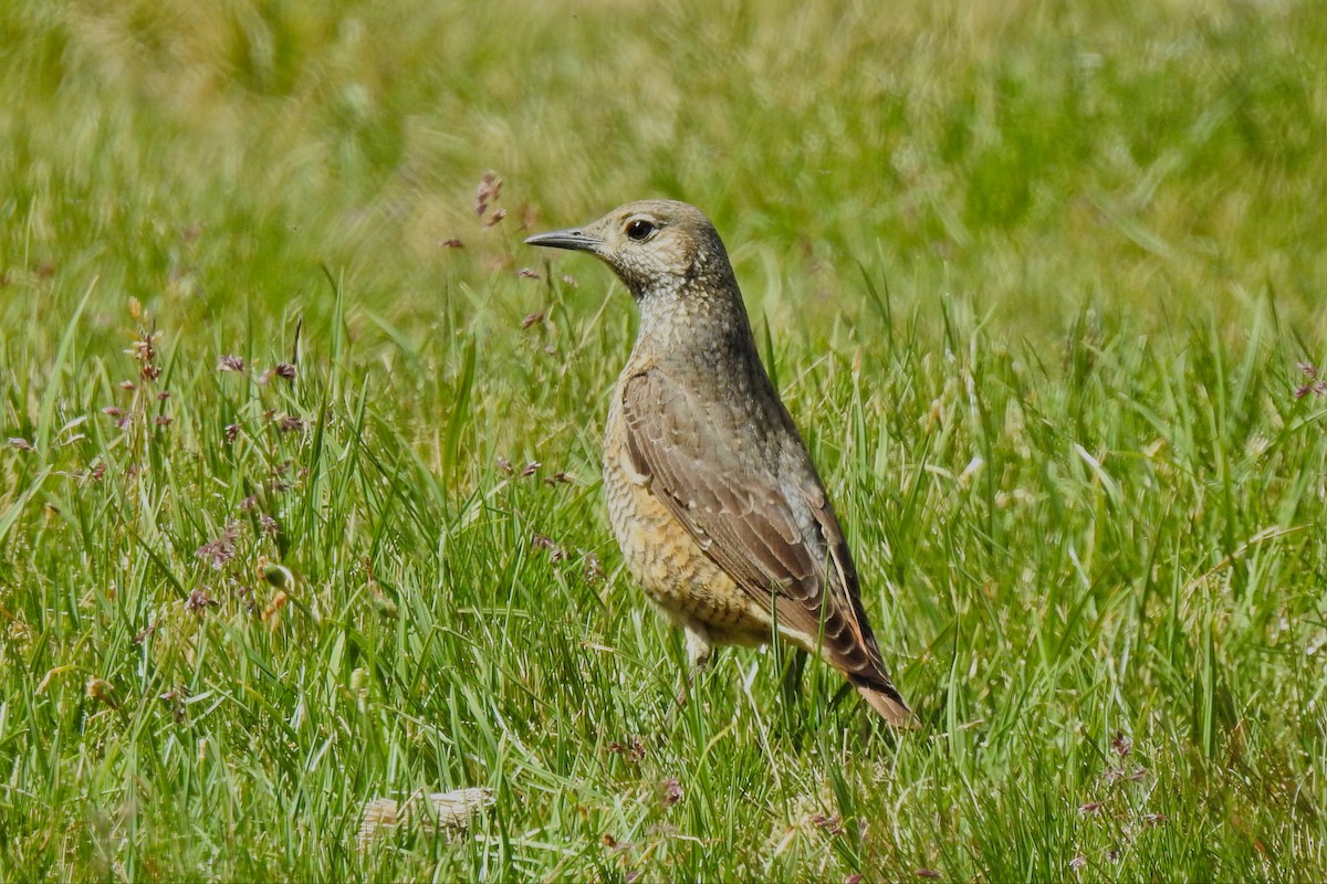 Rufous-tailed Rock-Thrush - ML575228081