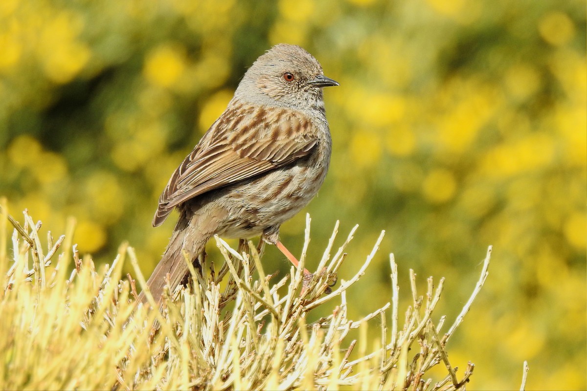 Dunnock - José Fernández Piñar