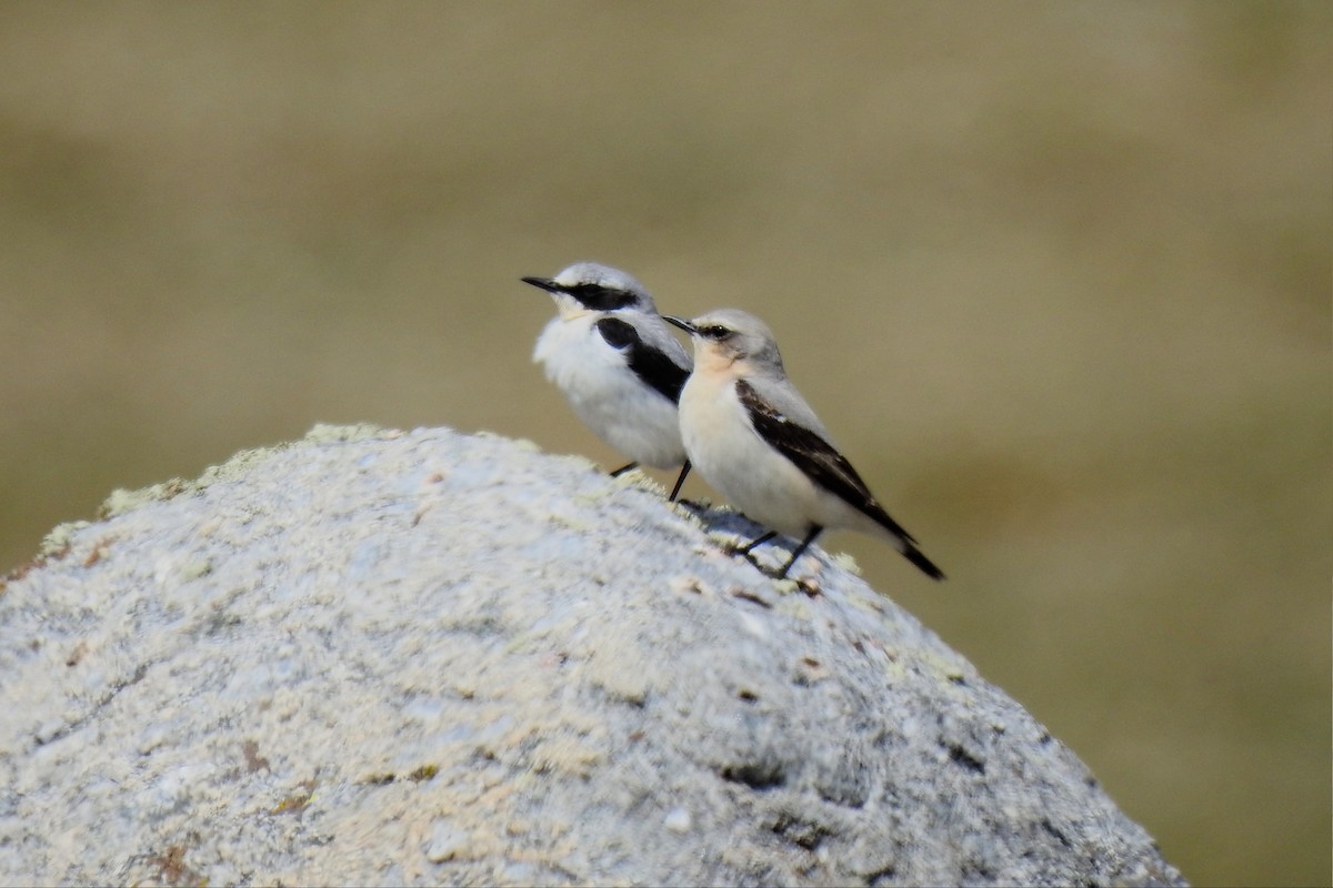 Northern Wheatear - José Fernández Piñar