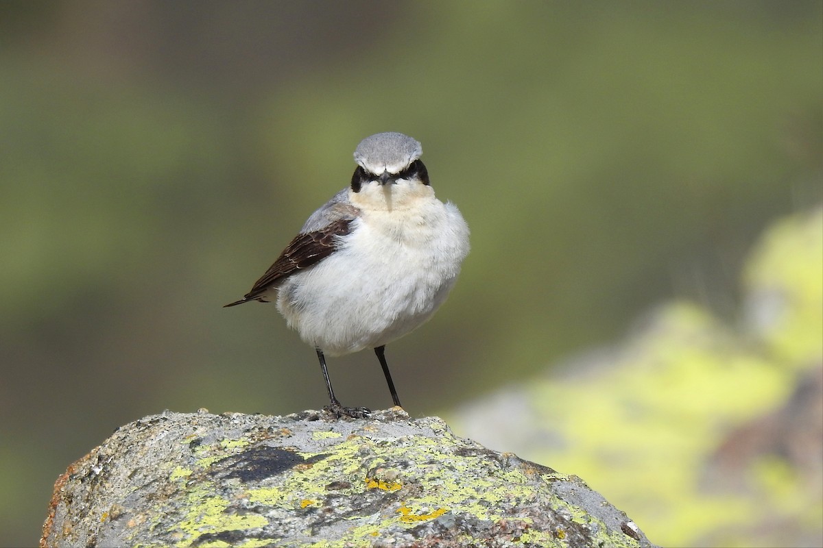 Northern Wheatear - José Fernández Piñar